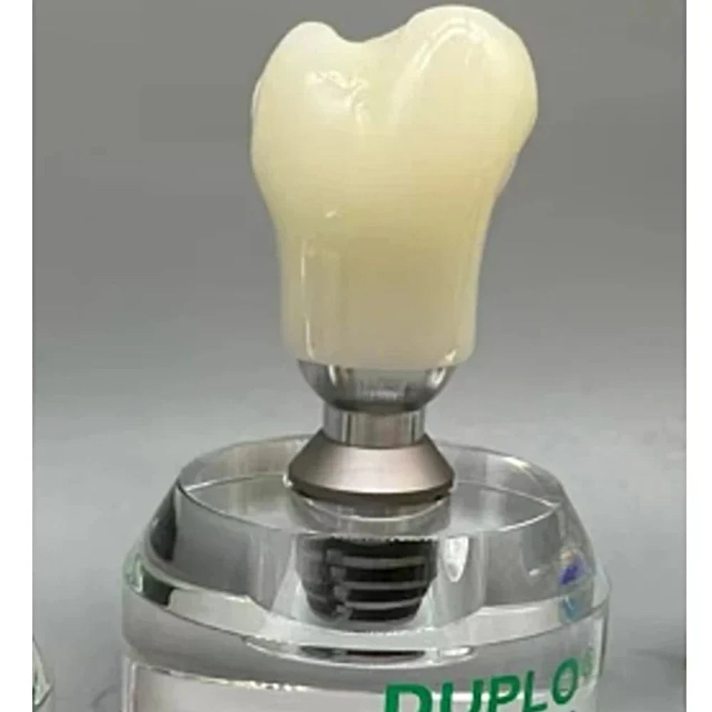 Double Teeth Model - Dental Mates