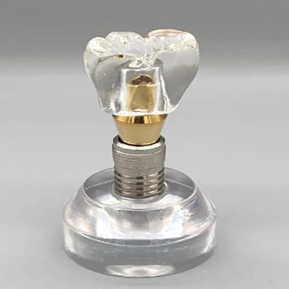 Double Teeth Model - Dental Mates
