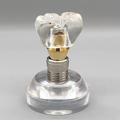 Double Teeth Model - Dental Mates